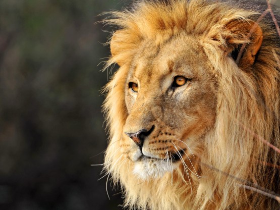 leo-the-lion-animal-cat-face-lion